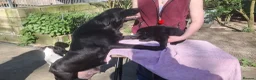 Labrador Retriever dogs for sale: Older Labrador lady, loving home required - Advert 3