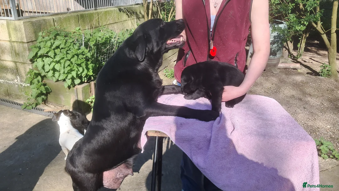 Labrador Retriever dogs for sale: Older Labrador lady, loving home required - Advert 3