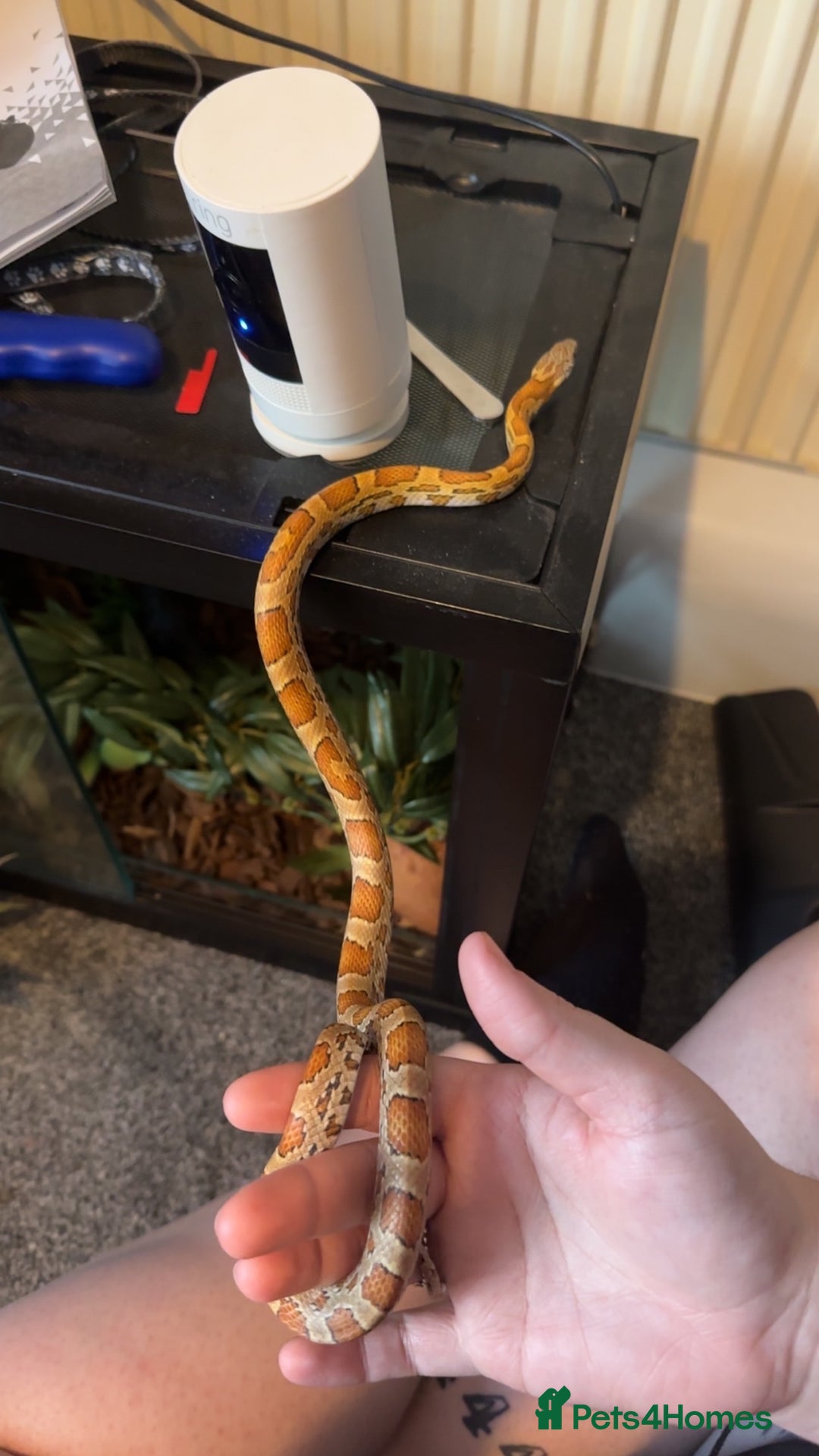 Corn Snake reptiles for sale: Corn Snake - Image 4