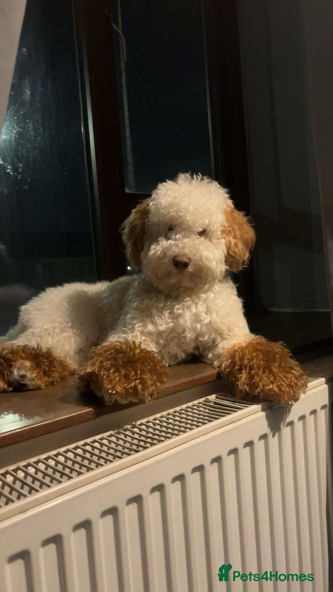 Miniature Poodle dogs for stud: Codi  - Advert 2