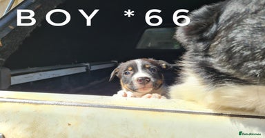 Border Collie dogs - Advert 15