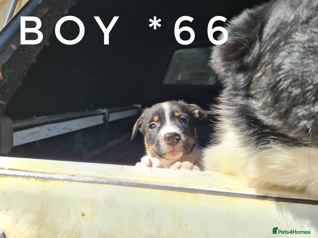 Border Collie dogs for sale: Beautiful farm-bred collie pups - Image 2