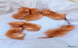 British Shorthair cats for sale: STUNNING 🤩 British Shorthair Queen 👑 litter  - Image 4