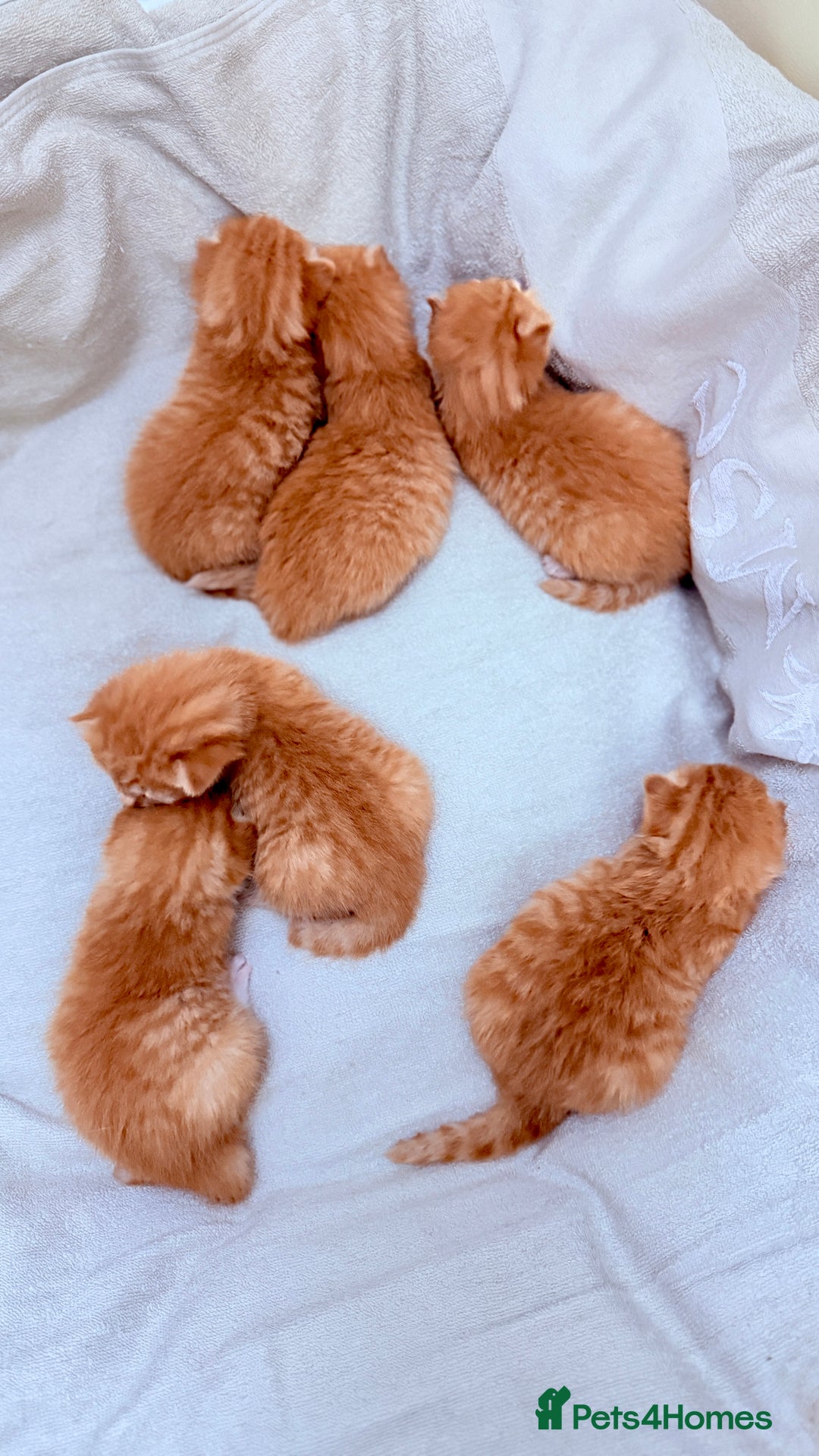 British Shorthair cats for sale: STUNNING 🤩 British Shorthair Queen 👑 litter  - Image 4