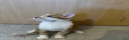 Domestic Shorthair cats for sale: Adorable Tabby Kittens Seeking Their Forever Homes - Advert 24
