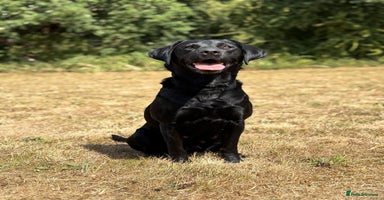 Labrador Retriever dogs - Advert 15