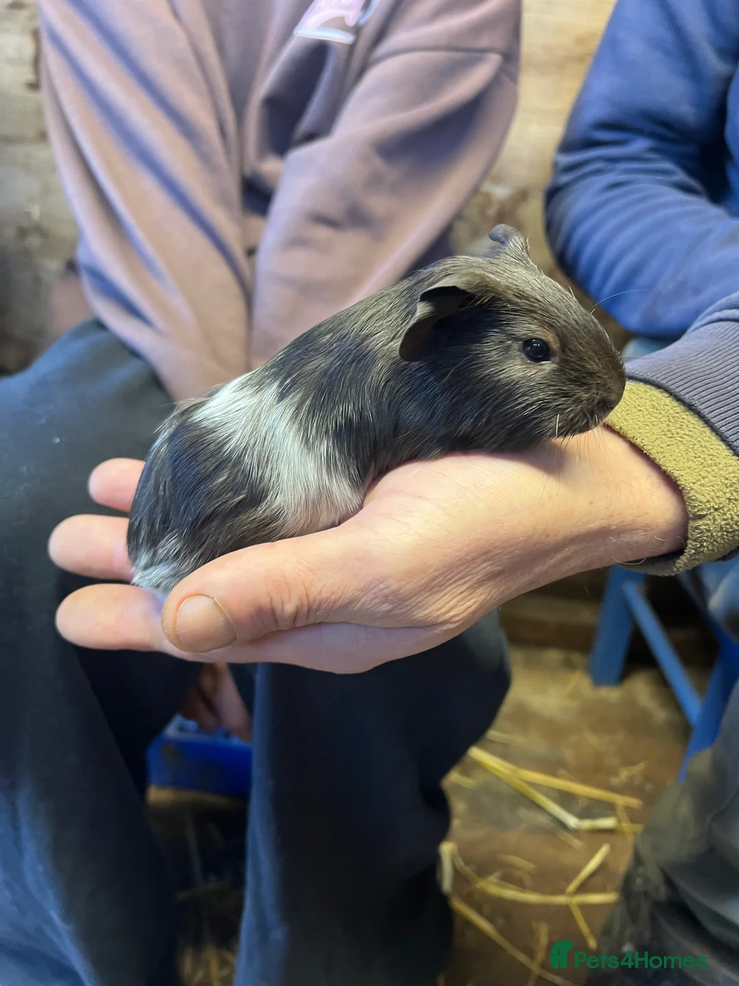 Guinea Pig rodents for sale: Baby guinea pigs for sale  - Advert 5