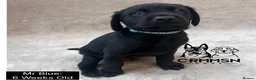 Labrador Retriever dogs for sale: Outstanding, Health Tested, KC Reg, Labrador Pups - Advert 11