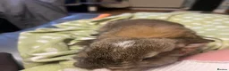 Mini Lop rabbits for sale: mini lop female rabbit  - Advert 5