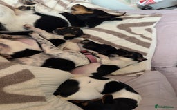 Jack Russell dogs for sale: female jack russell pup - Image 6