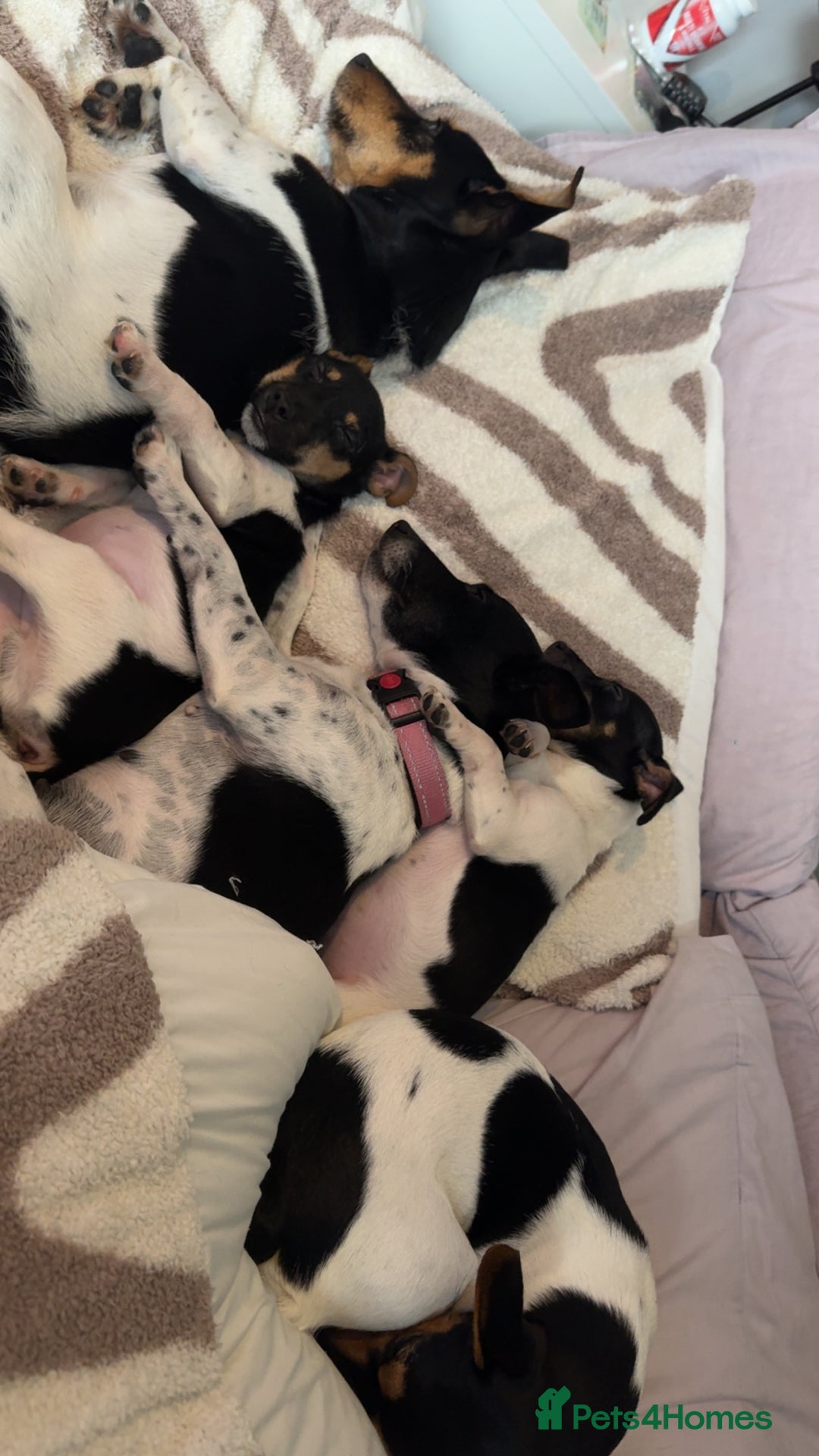 Jack Russell dogs for sale: female jack russell pup - Image 6