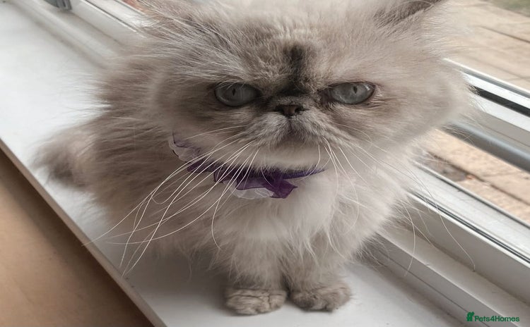 Persian cats - Advert 11
