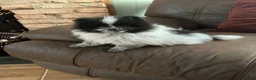 Pomeranian dogs for sale: Pomeranian in Doncaster - Advert 5