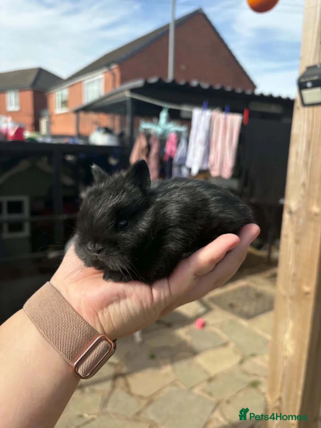 Netherland Dwarf rabbits for sale: Baby netherland dwarf babies one Doe one Buck - Advert 2