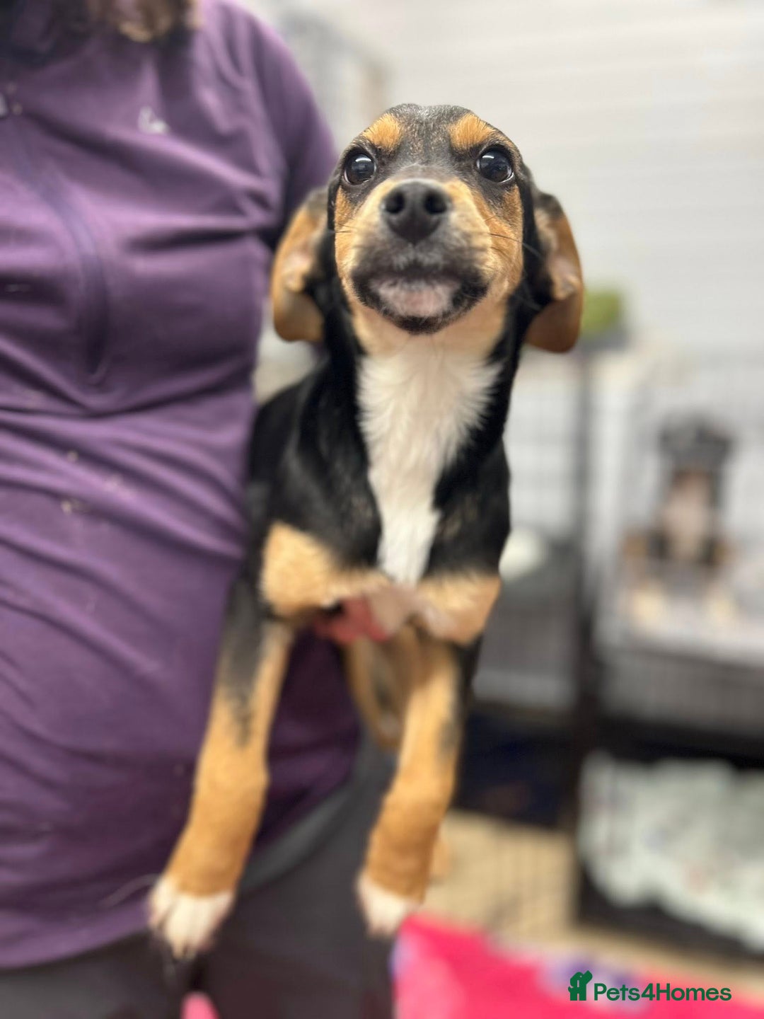 Mixed Breed dogs for adoption: Ivy - In Ayr Looking for a home  - Advert 2