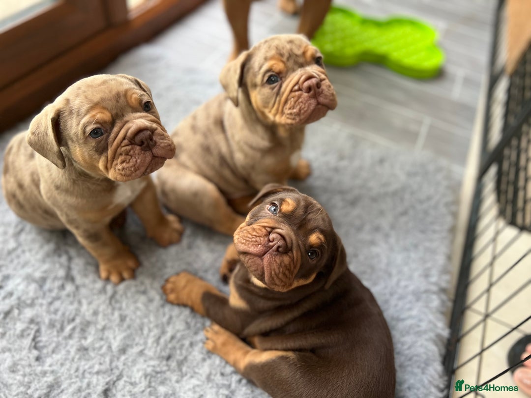 Olde English Bulldogge dogs for stud: 💥olde English bulldog stud💥 - Image 25