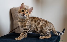 Bengal cats for sale: Stunning Bengal Girl- Top TICA pedigree- Ready NOW - Advert 10
