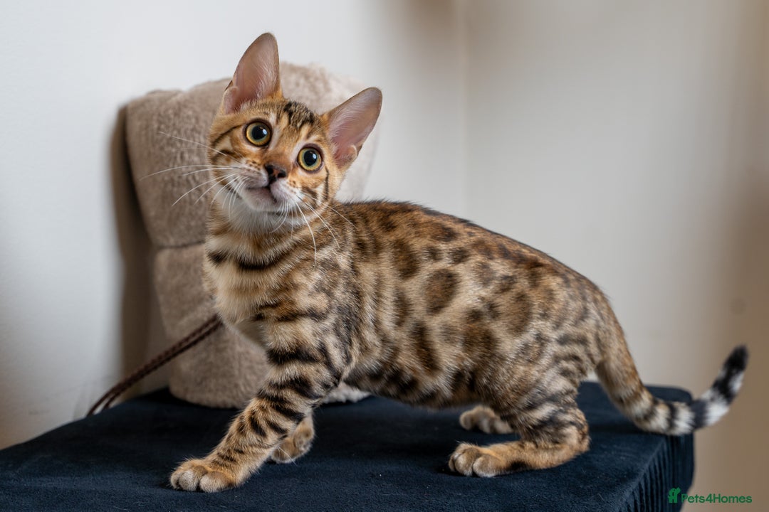 Bengal cats for sale: Stunning Bengal Girl- Top TICA pedigree- Ready NOW - Advert 10