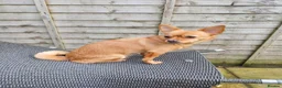 Mixed Breed dogs for sale: Nala is looking for her forever home  - Advert 8