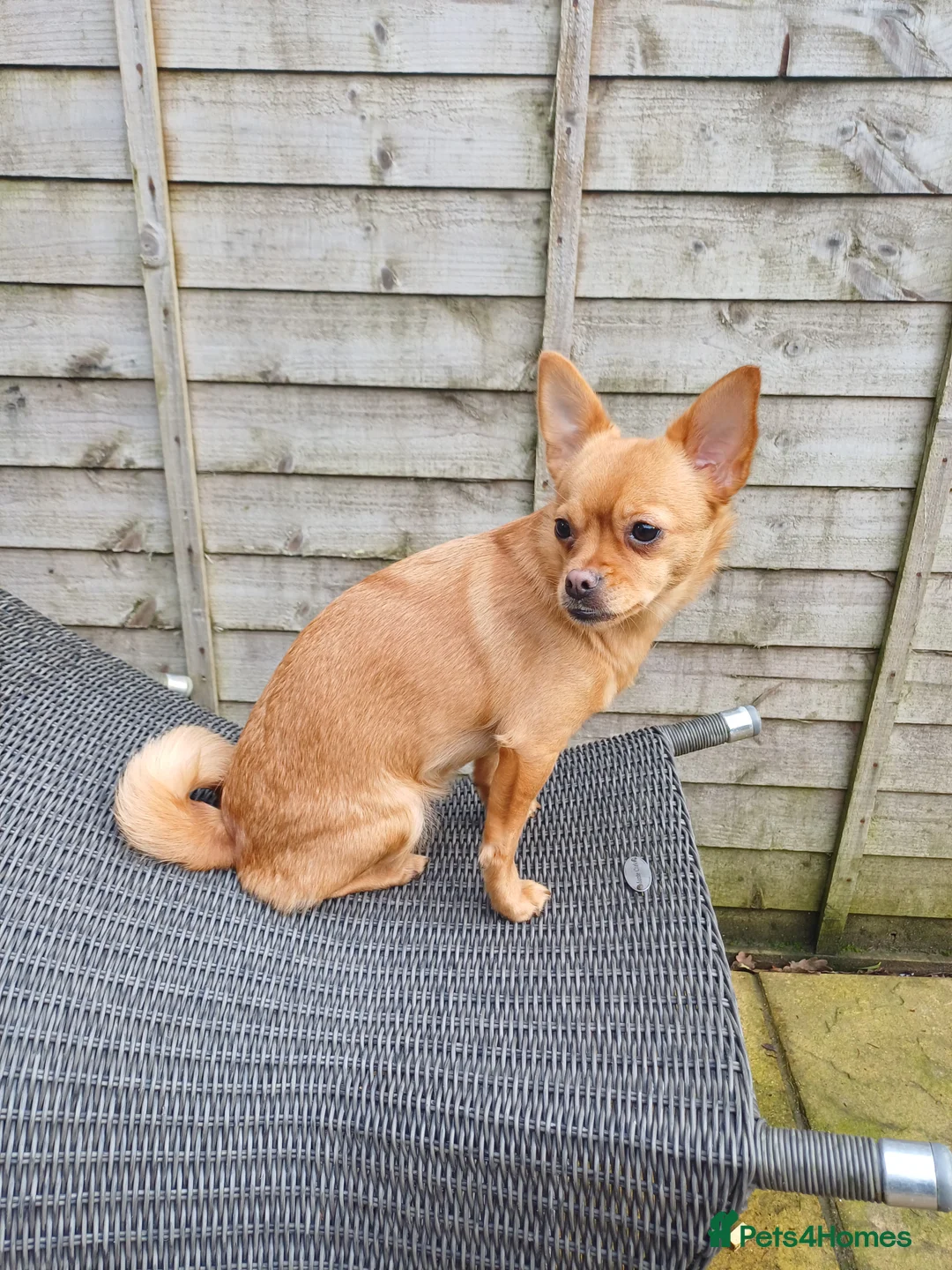 Mixed Breed dogs for sale: Nala is looking for her forever home  - Advert 8