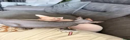 Sphynx cats for sale: Male sphynx kitten - Advert 4