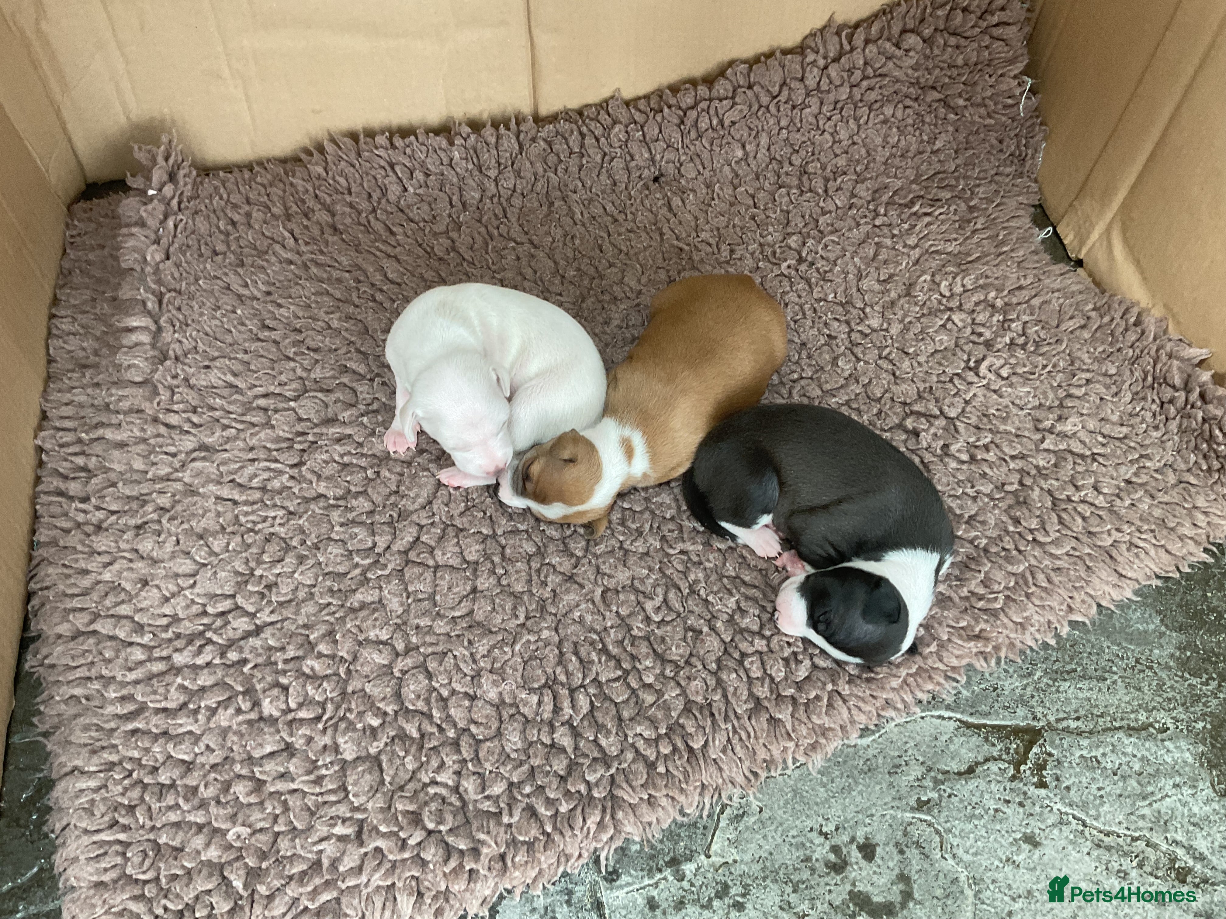 Italian Greyhound dogs Gorgeous Italian greyhound puppies  - Advert 8