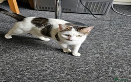 British Shorthair cats for sale: Male taddy car less than 4 months old  - Image 4