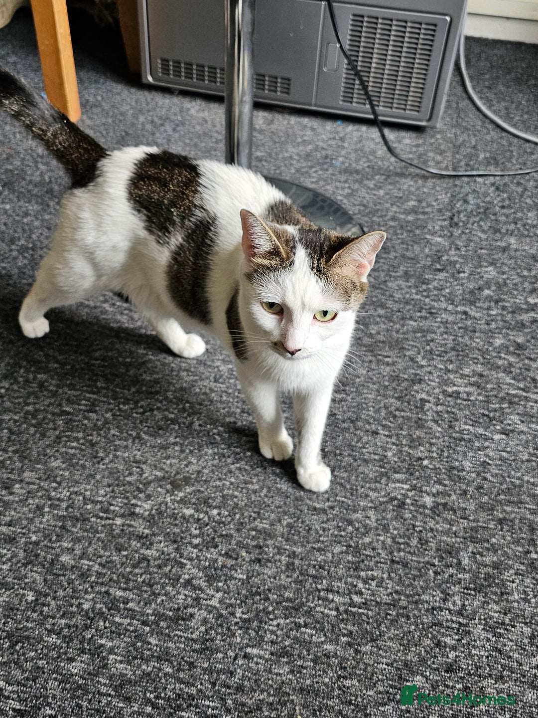 British Shorthair cats for sale: Male taddy car less than 4 months old  - Image 4