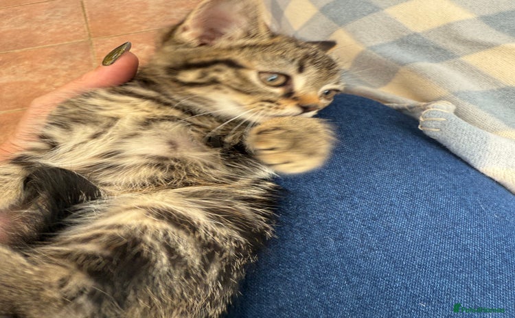 Norwegian Forest Cat cats - Advert 2