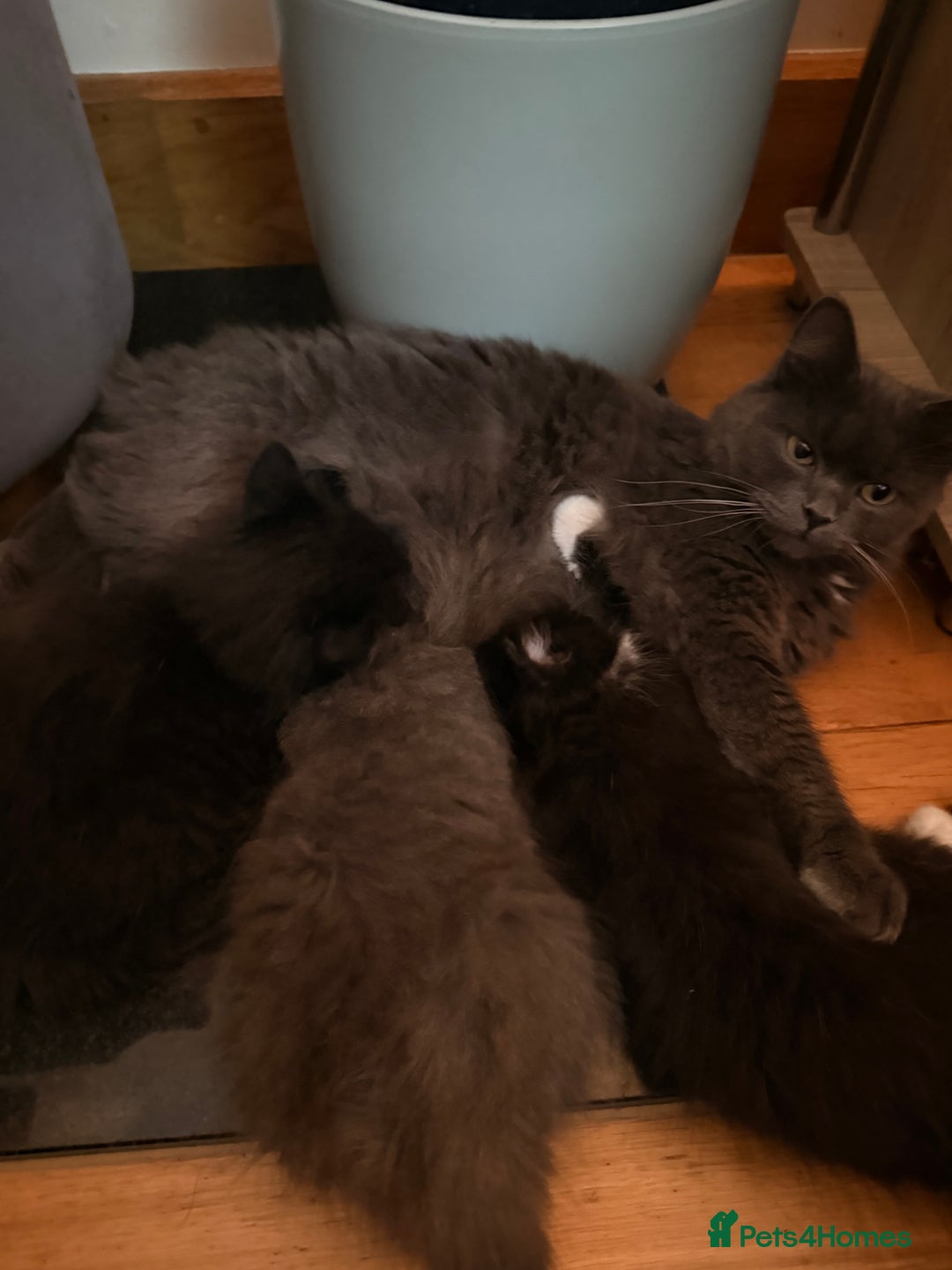 Mixed Breed cats for sale: 3 Gorgeous Long Hair Kittens Available - Image 17