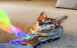 Savannah cats for sale: TICA Reg F3 Savannah Female Kitten ONE LEFT - Image 15
