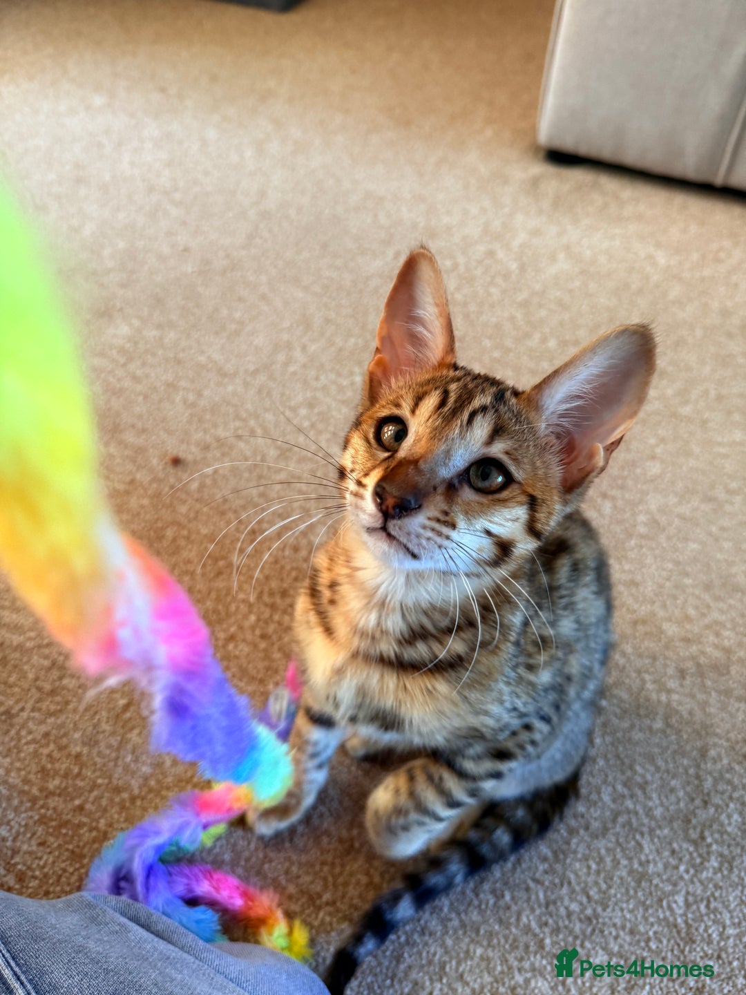 Savannah cats for sale: TICA Reg F3 Savannah Female Kitten ONE LEFT - Image 15