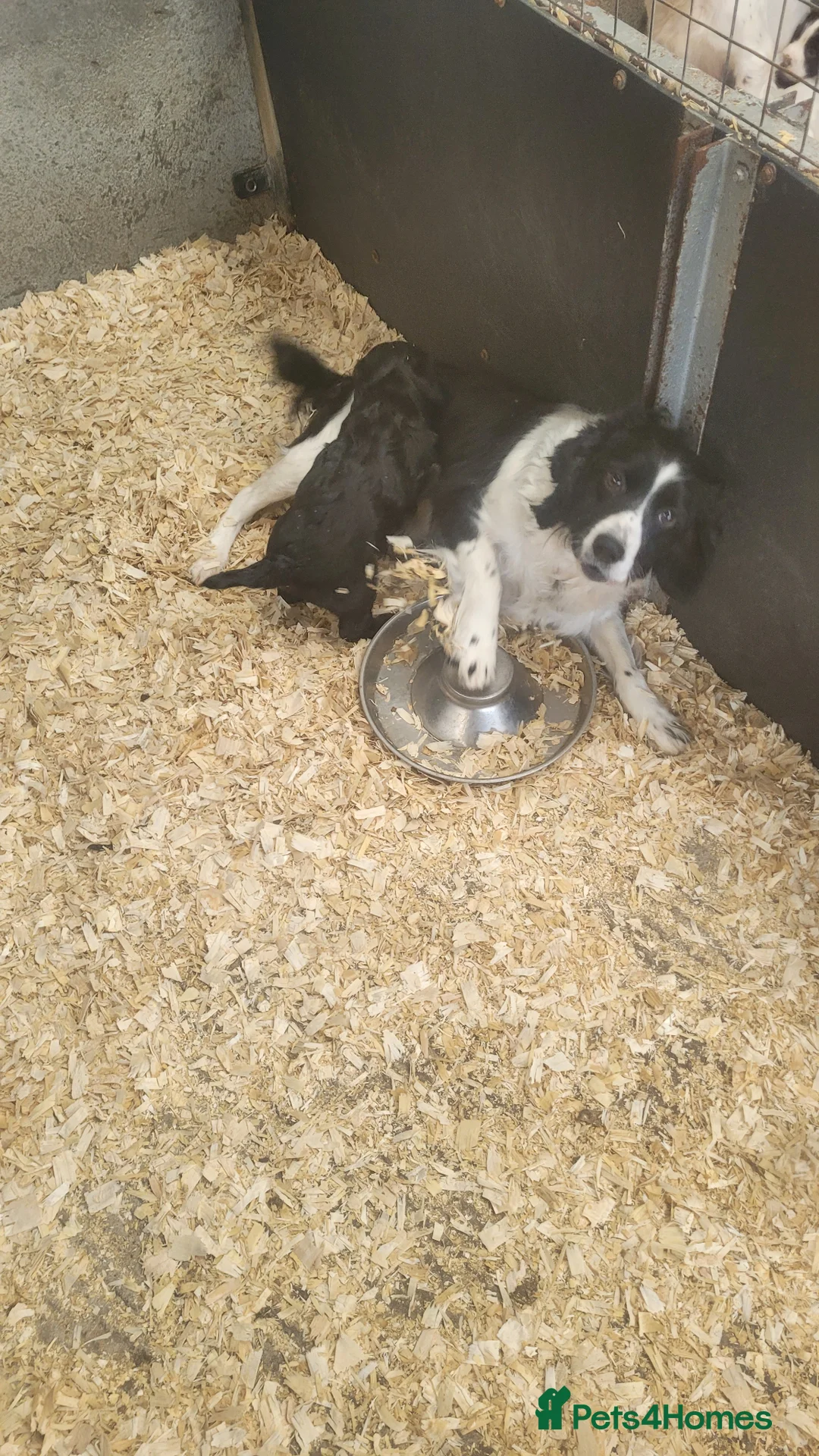 Sprocker dogs for sale: Sprocker Puppy - Advert 3