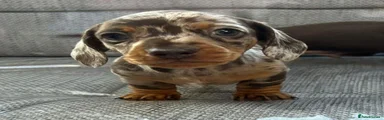Miniature Dachshund 1