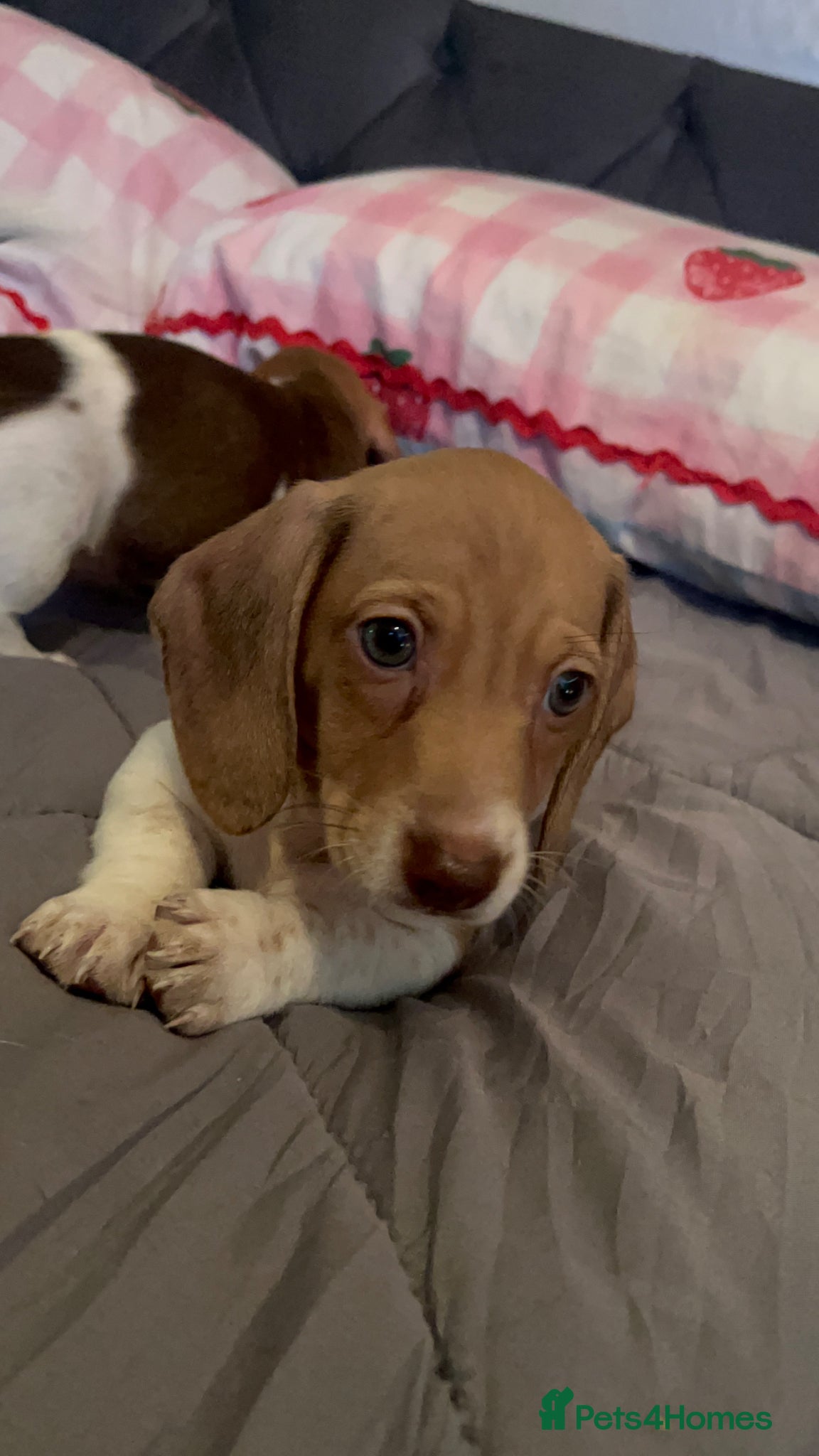 Miniature Dachshund dogs 2 stunning female miniature dachshunds - Advert 1