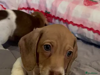 Miniature Dachshund dogs 2 stunning female miniature dachshunds - Advert 1