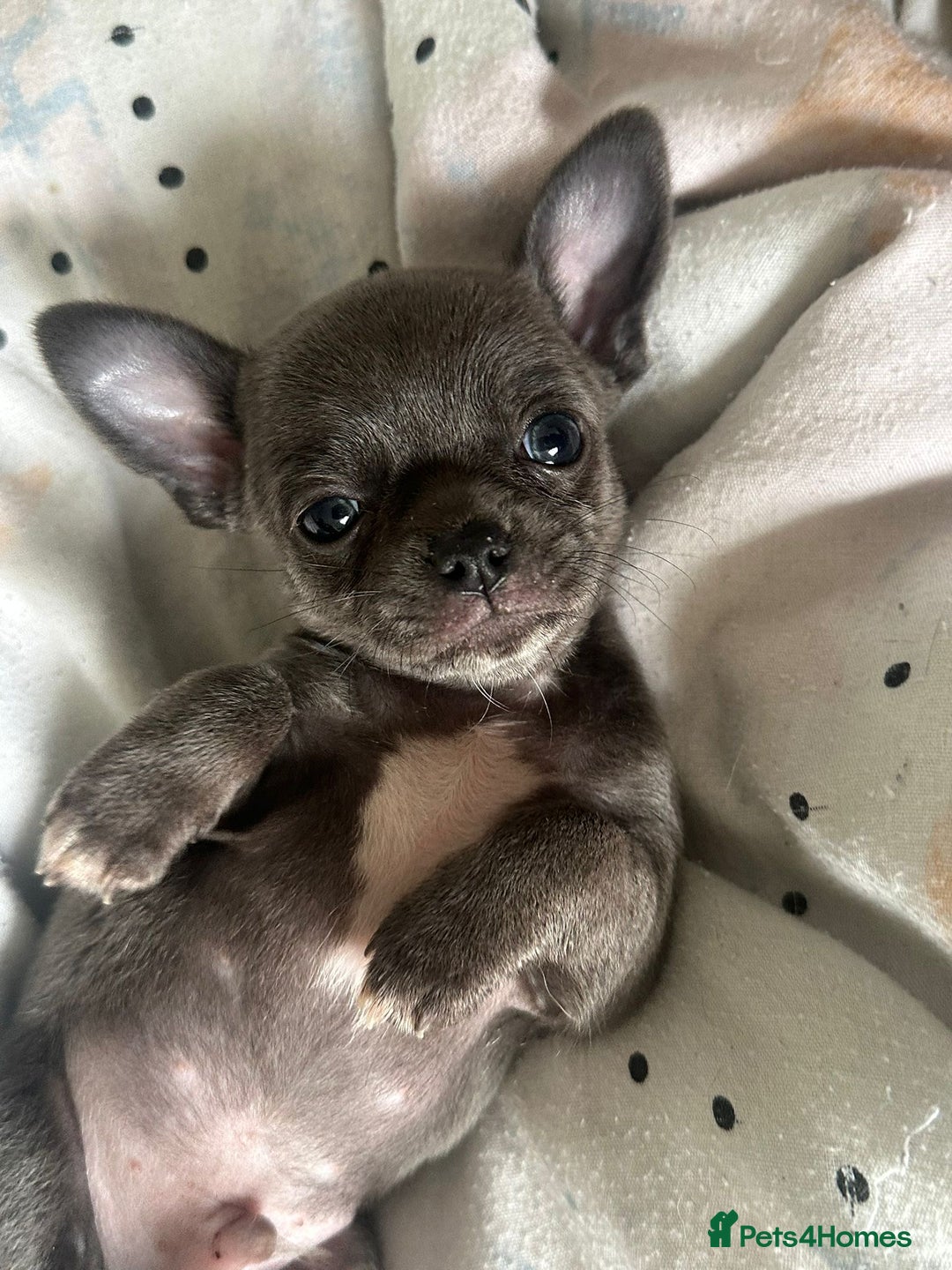 Chihuahua dogs for sale: Beautiful Chihuahua puppies - Image 1