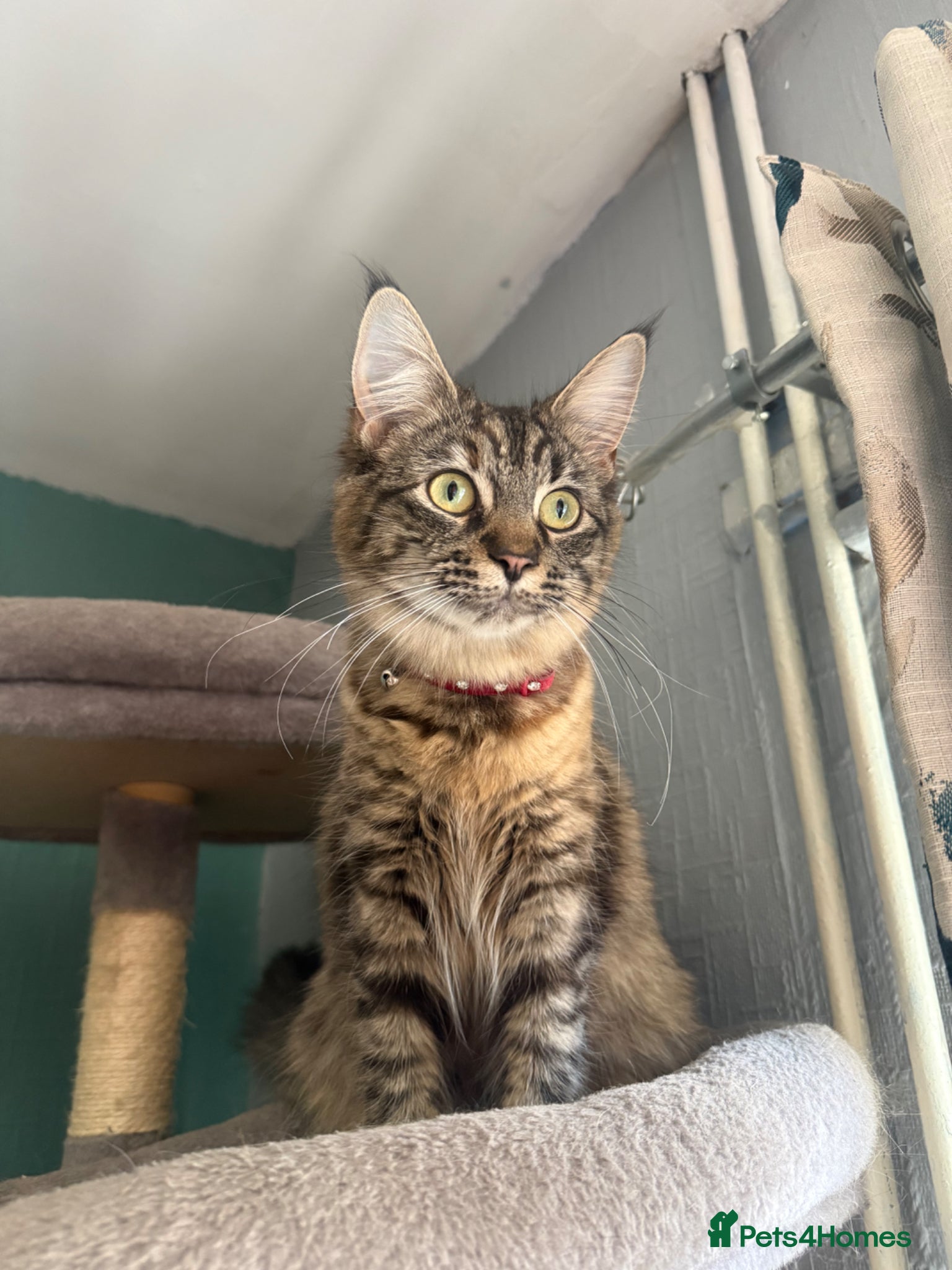 Mixed Breed cats Azura  - Advert 2