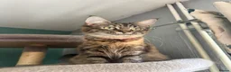 Mixed Breed cats for sale: Azura  - Advert 1