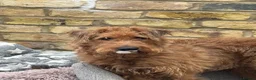 Irish Terrier dogs for sale: Beautiful Irish Terrier for sale - 1.5 years old  - Advert 13