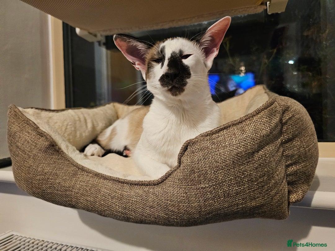Oriental cats for sale: Beautiful Pedigree Oriental Shorthair  - Image 3