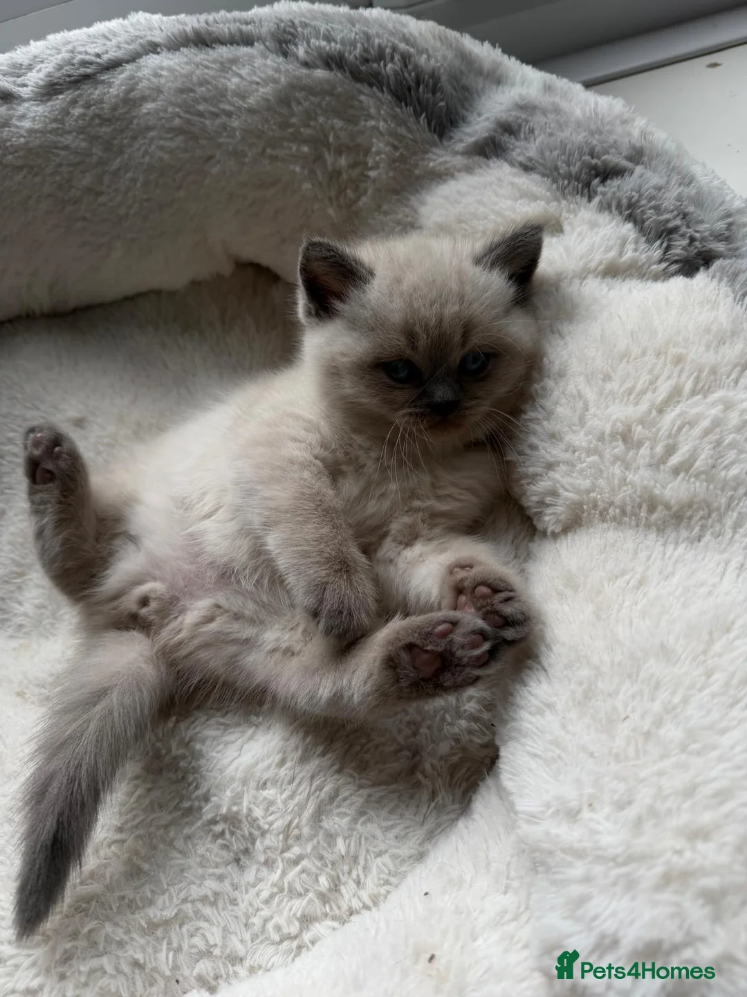 British Shorthair cats for sale: Stunning chunky British shorthair kittens - Advert 11