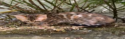 Bengal cats for sale: Show potential Bengal Boys - Advert 9