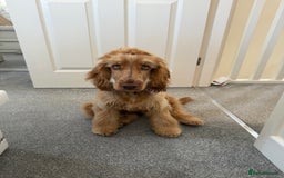 Cocker Spaniel dogs for sale: Cocker spaniel - Show (female) 6 months old  - Image 3