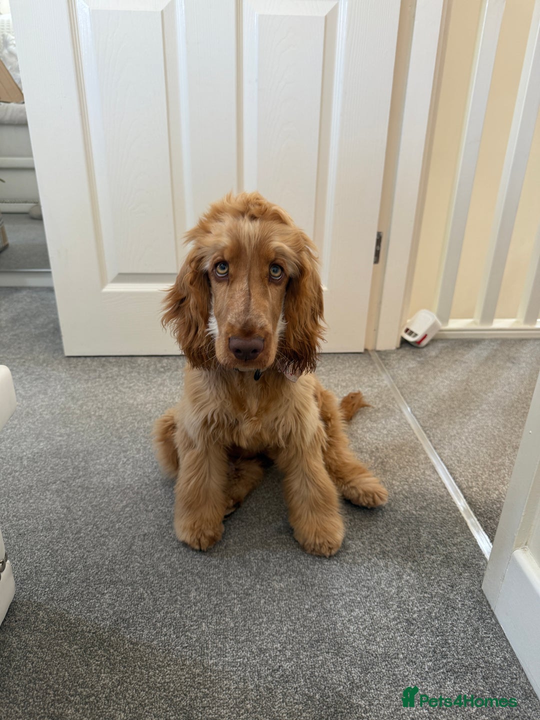 Cocker Spaniel dogs for sale: Cocker spaniel - Show (female) 6 months old  - Image 3