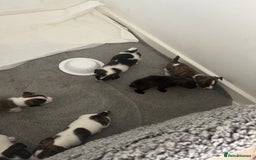 Jack Russell dogs for sale: Beautiful jack russle puppies - Image 19