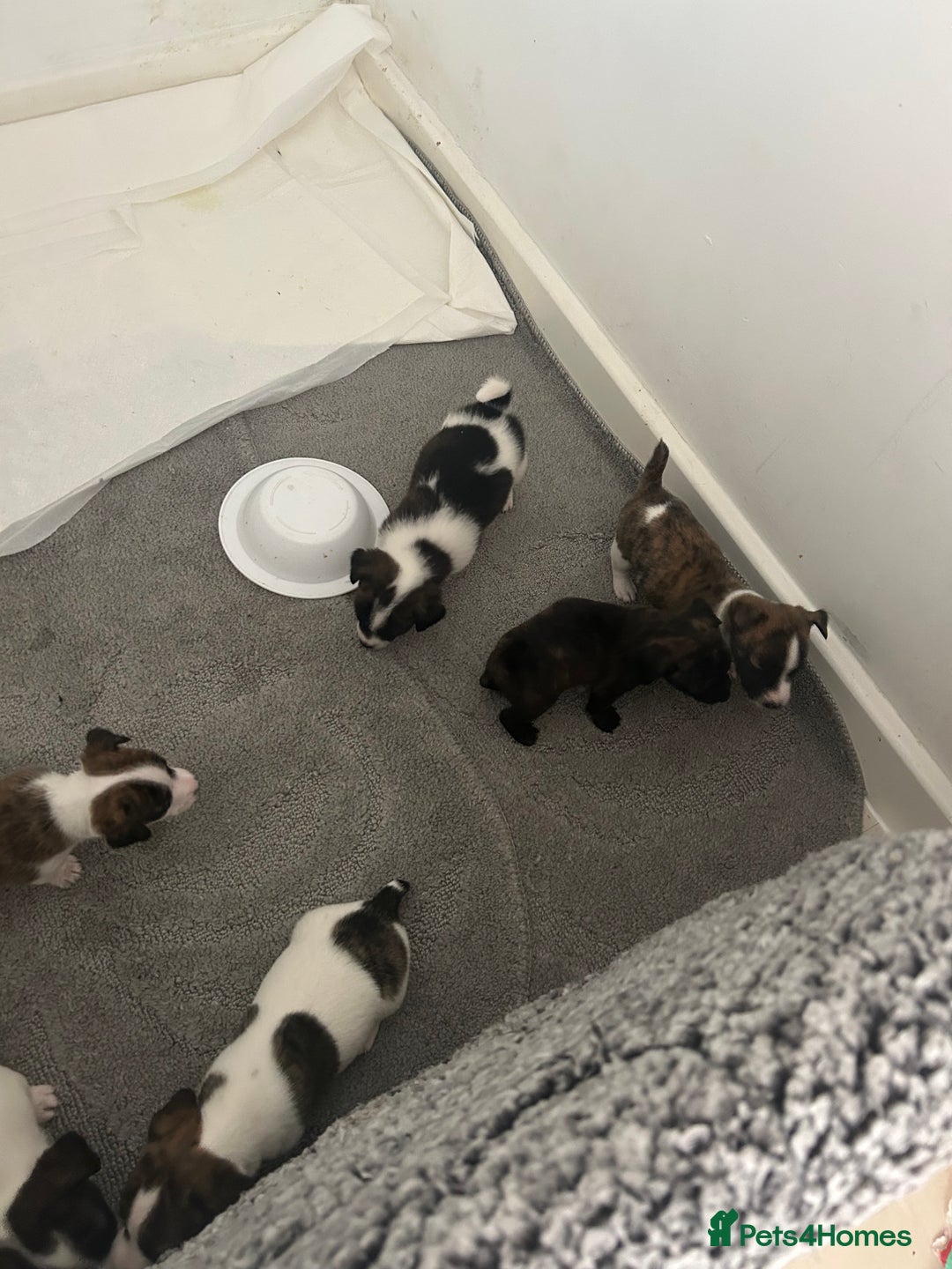 Jack Russell dogs for sale: Beautiful jack russle puppies - Image 19