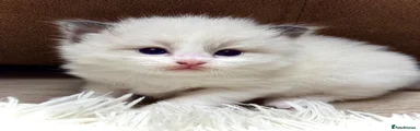 Ragdoll 4