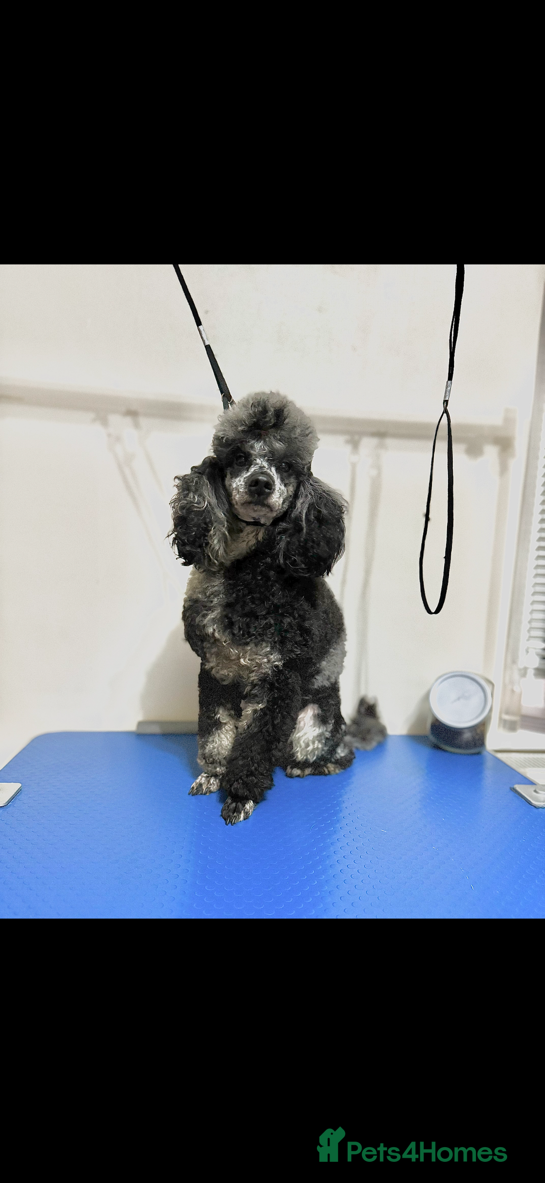 Mini Goldendoodle dogs for sale: 🐶Golden doodle puppies for sale ready to leave🐶 - Image 11