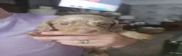 Miniature Dachshund dogs for sale: Adorable minature Dashounds - Advert 15